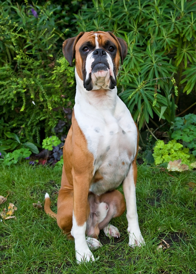 Pup gallery photo 3