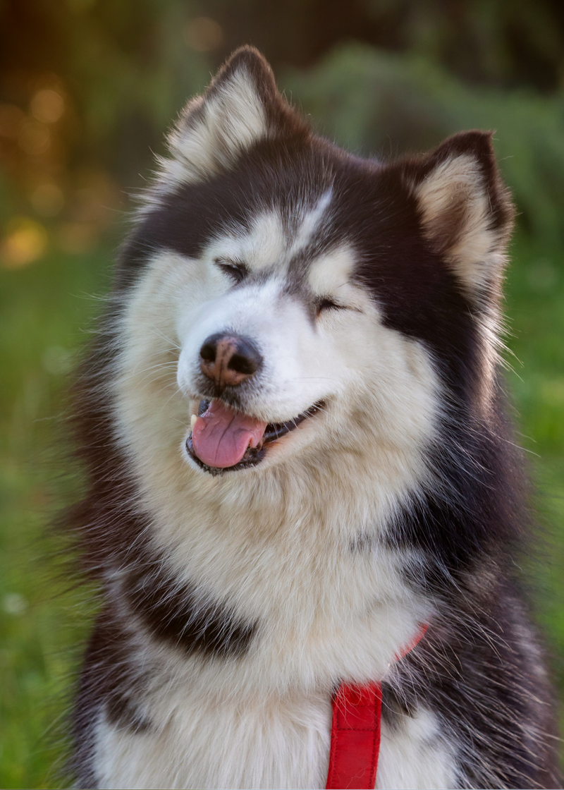 Pup gallery photo 2
