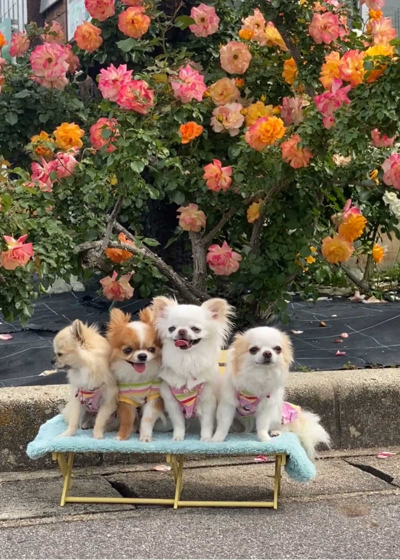 Pup gallery photo 1